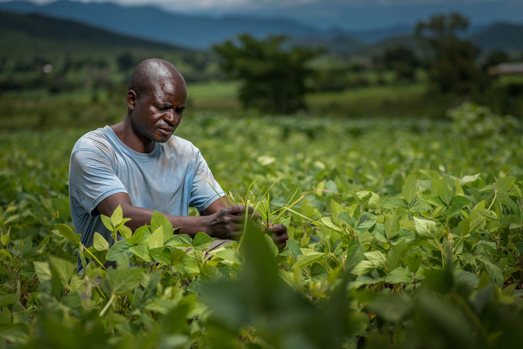 A farmer inspecting crops in a lush green field